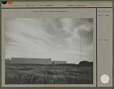 Champ de blé au pied du Fort de Tamanrasset