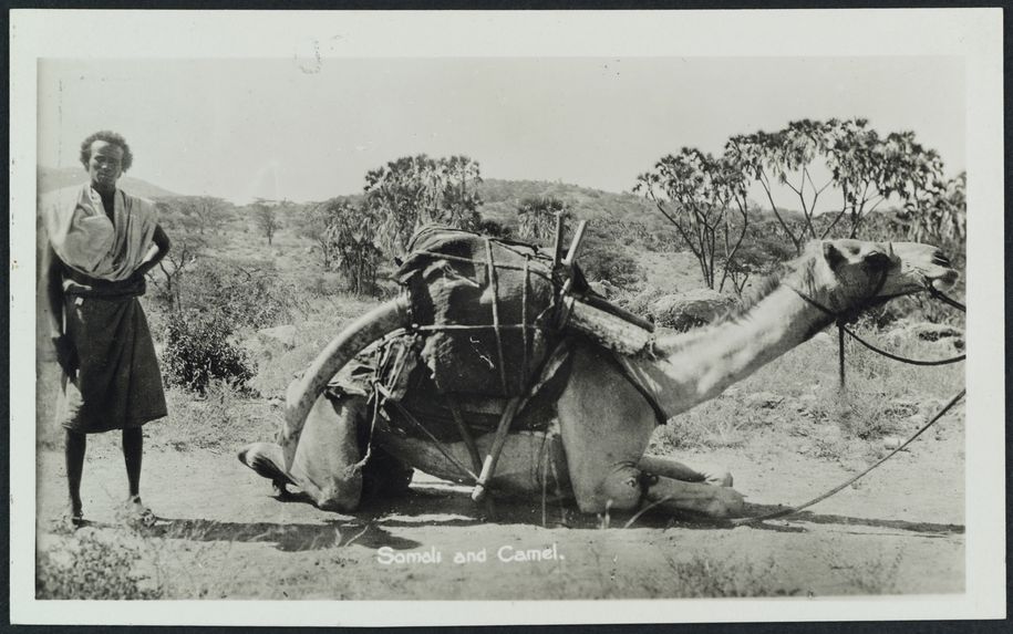 Somali and camel