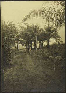 Vers 1925, une allée dans l'île d'Edea
