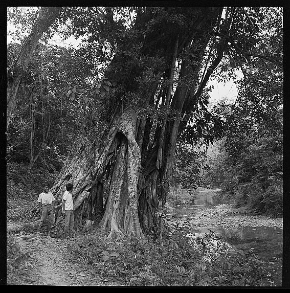 Ameluca : temazcal de feuilles, lieu sacré [enfants devant un arbre]