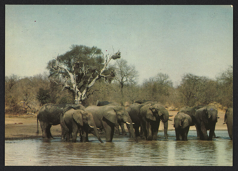 Wild Life, Troop of elephants, Kruger National Park