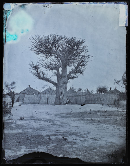 Dakar. Le baobab