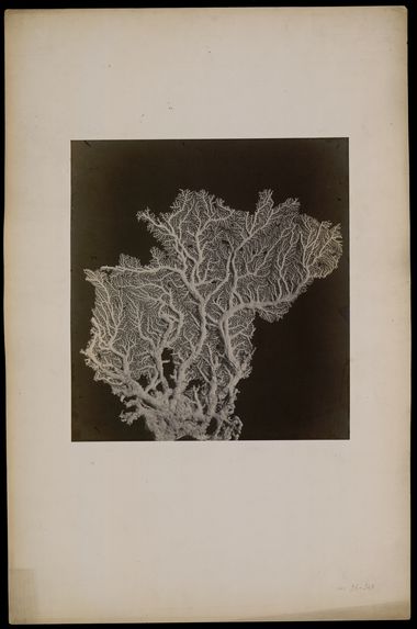 [N°6- Stylaster Flabelliformis, Milne-Edwards et J. Haine, des mers de l'Inde].