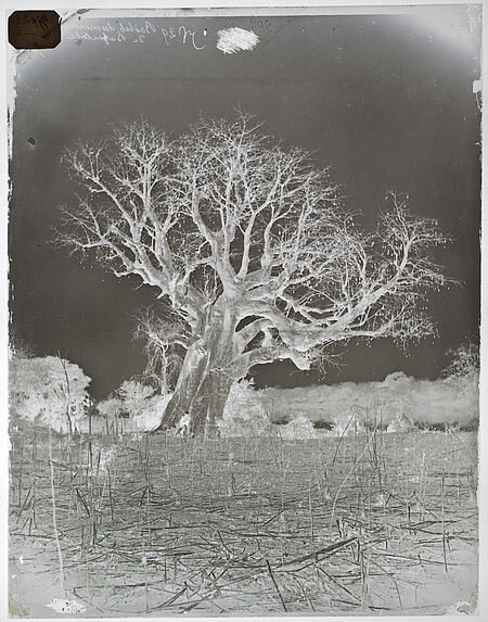 Baobab des environs de Bafoulabé.