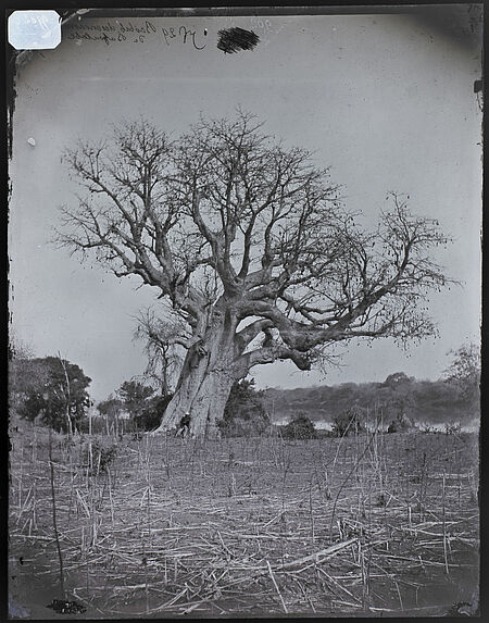 Baobab des environs de Bafoulabé.