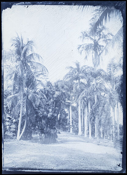 Groupe de palmiers à Buitenzorg