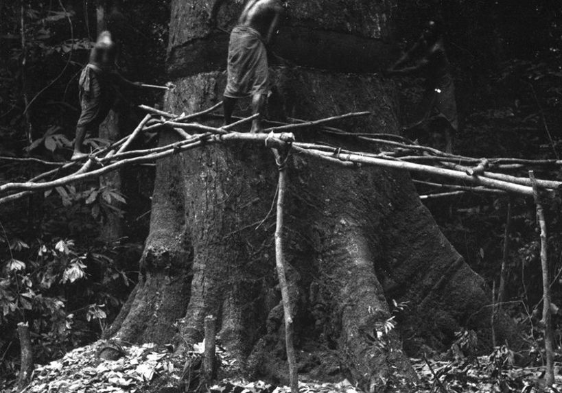 Abattage d' un okoumé dans la forêt gabonnaise