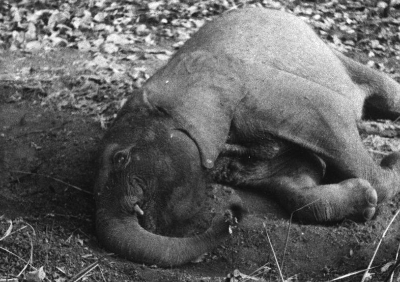 Elephant tué à la chasse