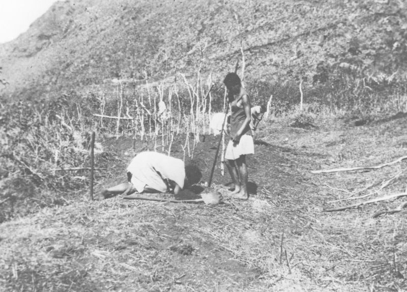 Femmes travaillant dans un champ d'ignames