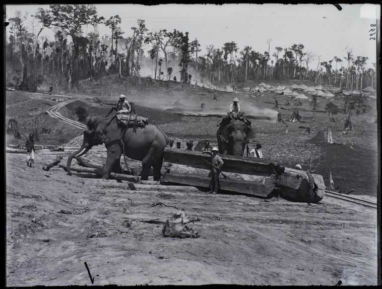 Eléphants employés au travail du bois