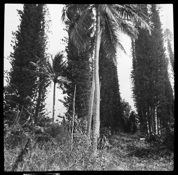 Ancienne allée d' araucarias