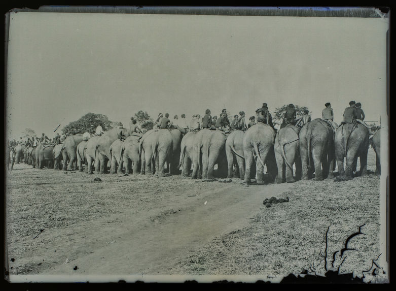 Courses d'éléphants