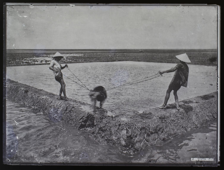 Irrigation des rizières : le Cai Gâu