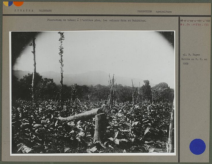 Plantation de tabac
