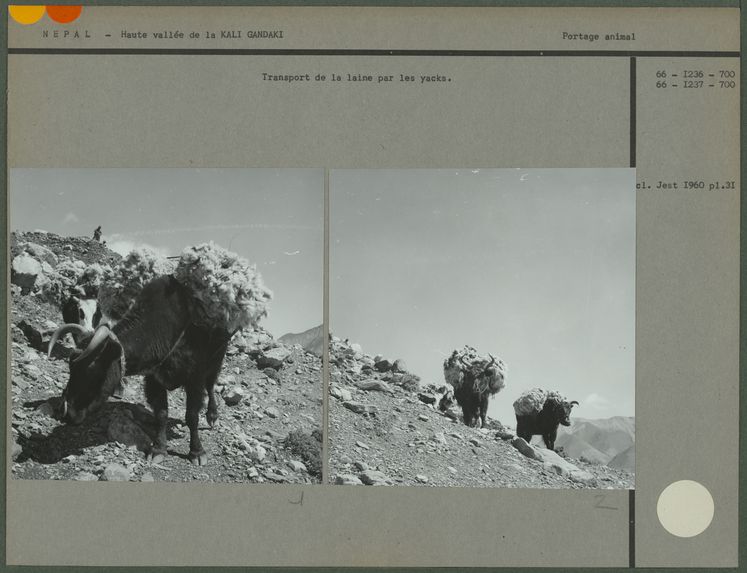 Transport de la laine par les yacks
