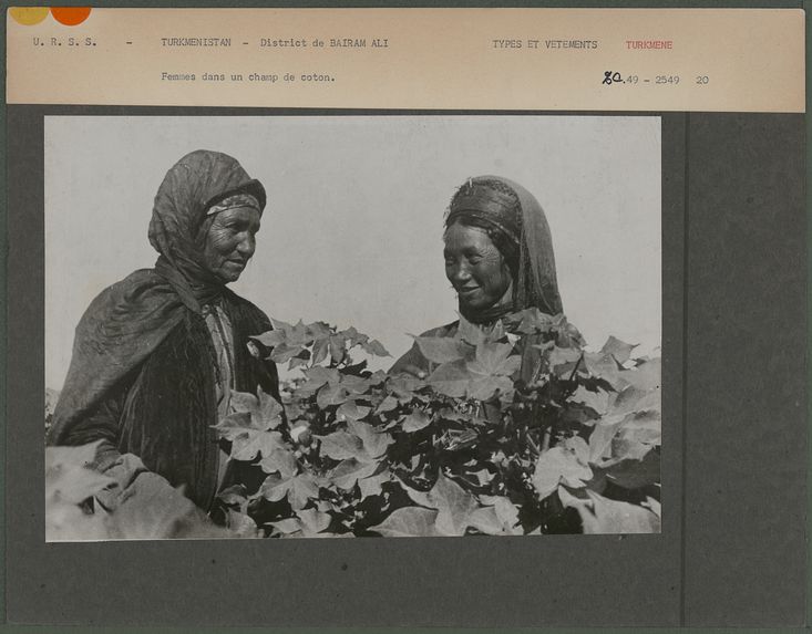 Femmes dans un champ de coton