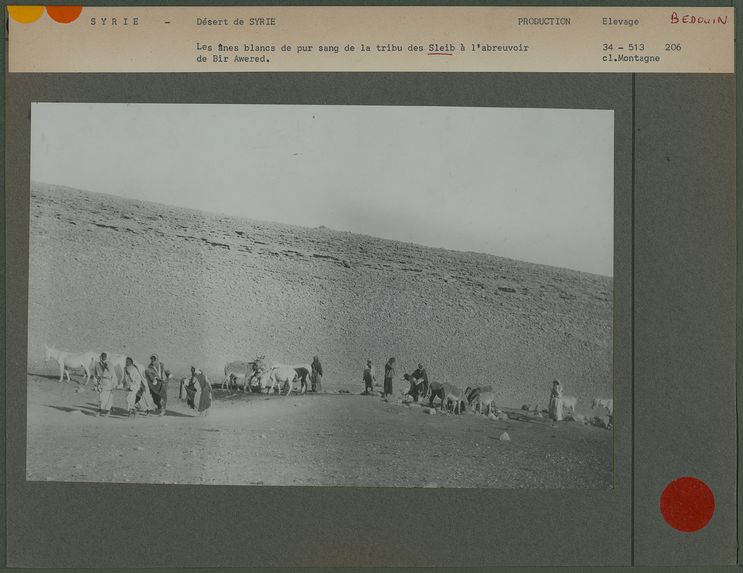 Les ânes blancs de pur sang de la tribu des Sleib