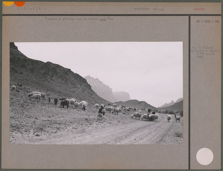 Troupeau au pâturage dans le célèbre wadi Ram