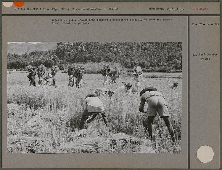 Récolte du riz à l'aide d'un couteau à moissonner spécial