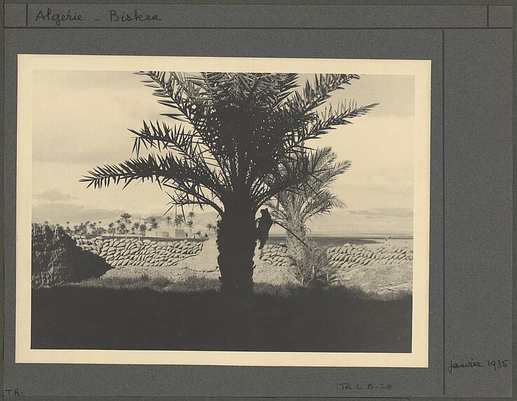 Crâne de mulet accroché dans un palmier