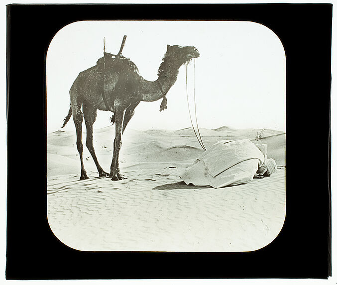Touggourth. Arabe priant au désert