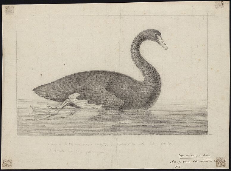 &quot;Cygne noir du Cap de Diémen. Atlas du Voyage à la recherche de La Pérouse n°9&quot