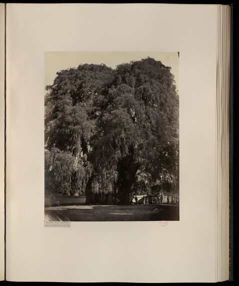 Cités et ruines Américaines, Mitla, Palenque, Izamal, Chichen-Itza, Uxmal, recueillies et photographiées par Désiré Charnay, avec un texte in-8°, par Viollet-Le-Duc, architecte du gouvernement, Ferdinand denis, conservateur à la Bibliothèque Ste Geneviève