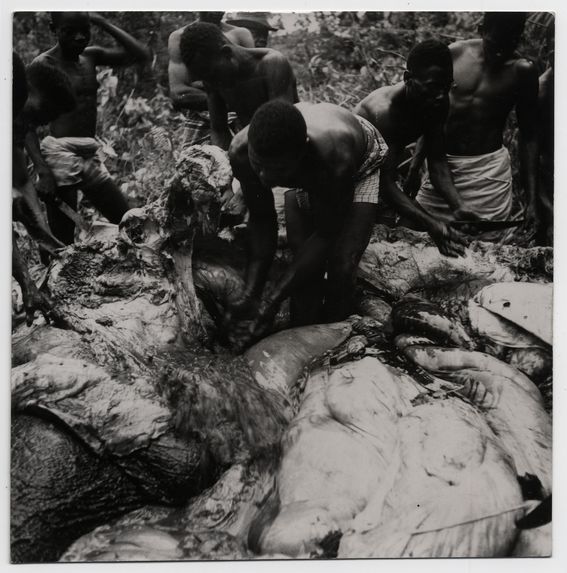 Ogoué, dépeçage de l'éléphant par les pagaïeurs Mokandé