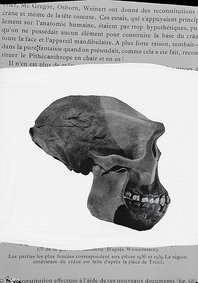 Reconstitution du crâne du Pithecanthrope d'après Weidenreich