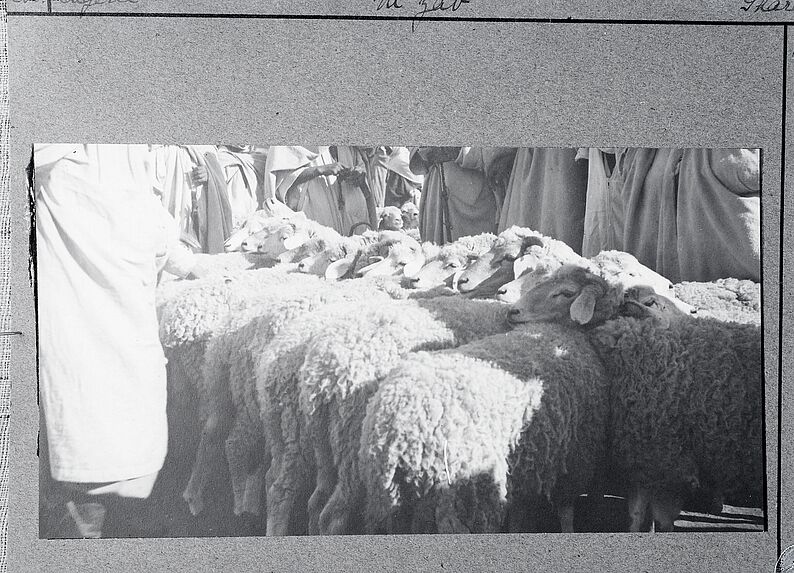 Marché aux moutons