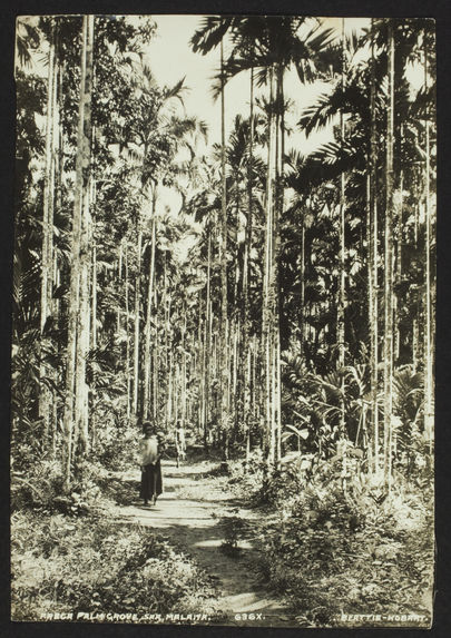 Areca palm grove, Saa, Malaita