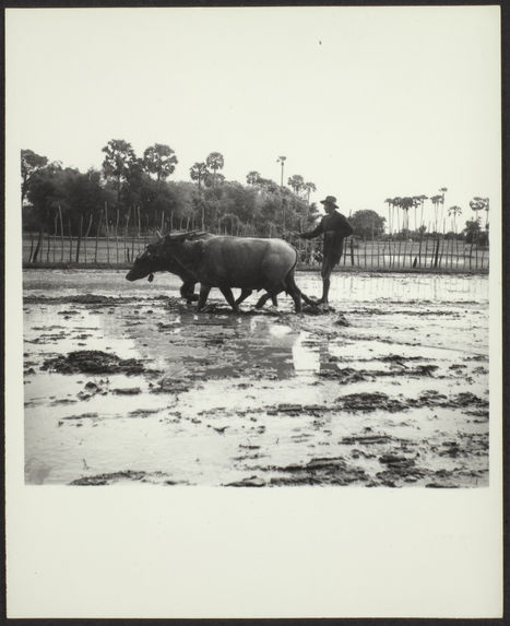 Sans titre [homme labourant avec deux buffles dans une rizière]