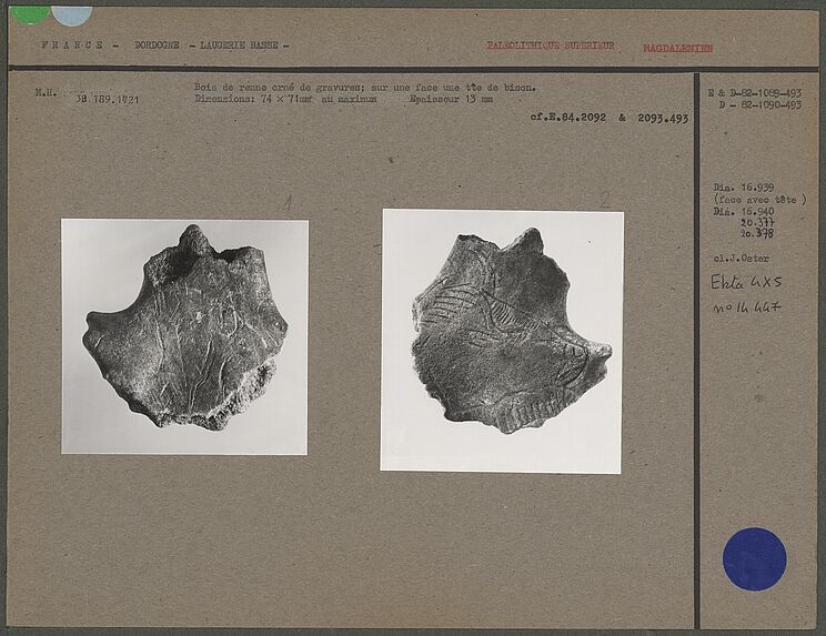 Bois de renne orné de gravures, tête de bison