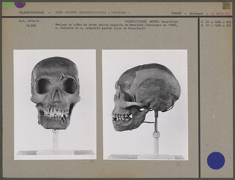 Crâne, vue antérieure et lateralis gauche