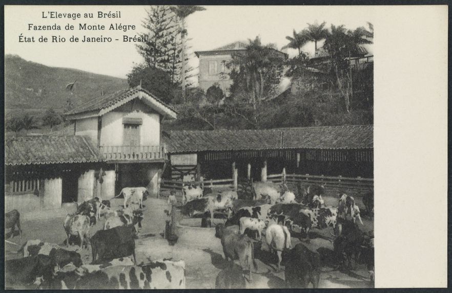 L'élevage au Brésil