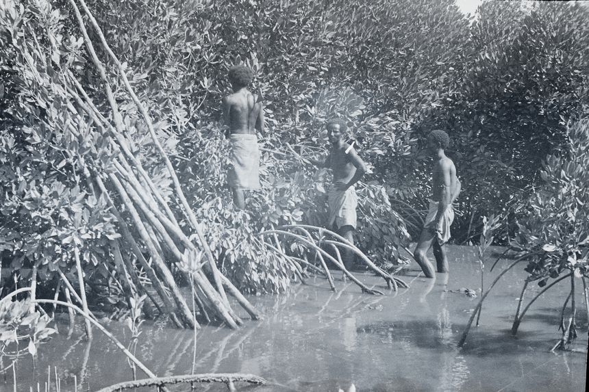 Bande film de 2 vues concernant la mangrove