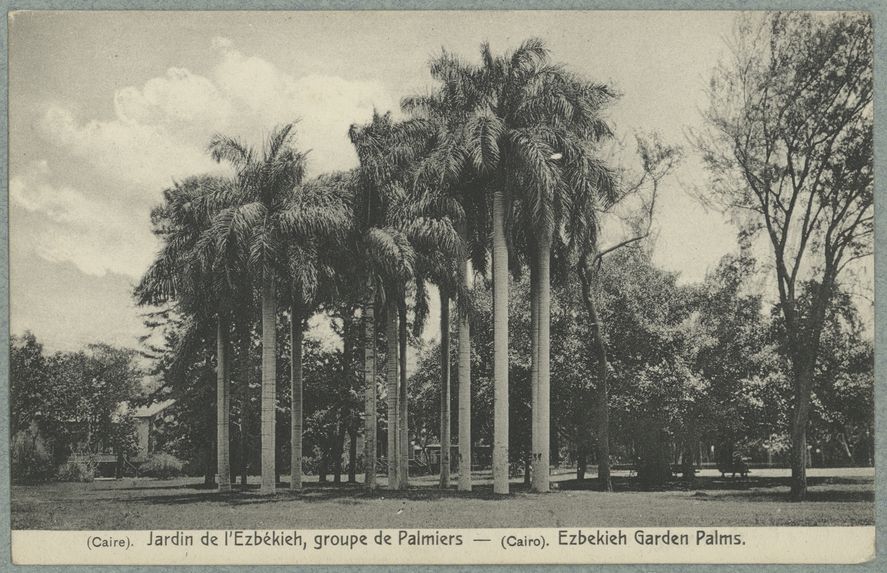 Caire. Jardin de l'Ezbékieh, groupe de palmiers