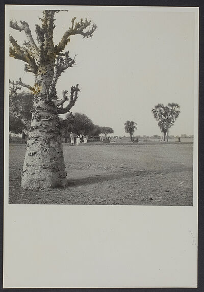 Type de paysage nigérien, Maradi