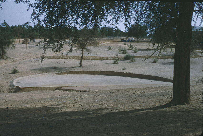 Sans titre [quelques arbres sur un sol en terrasses]