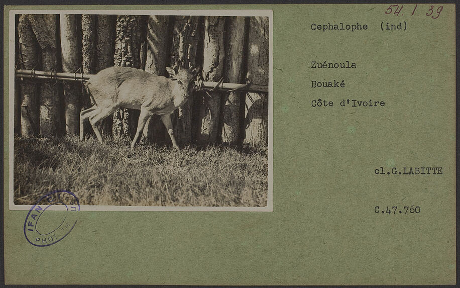 Cephalophe (ind) [antilope].