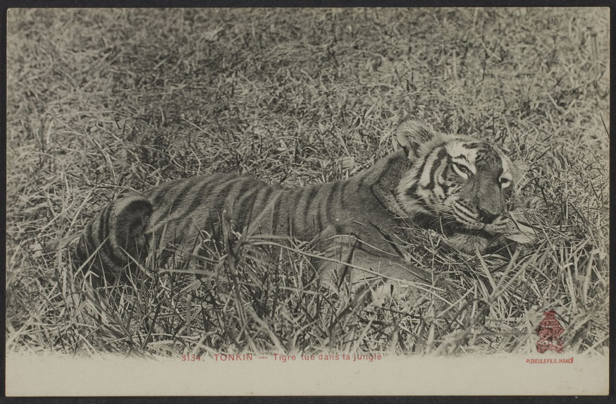 Tigre tué dans la jungle