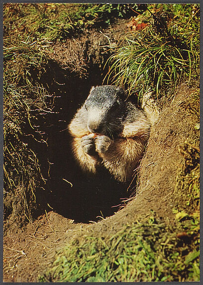 Murmeltier. Marmotte