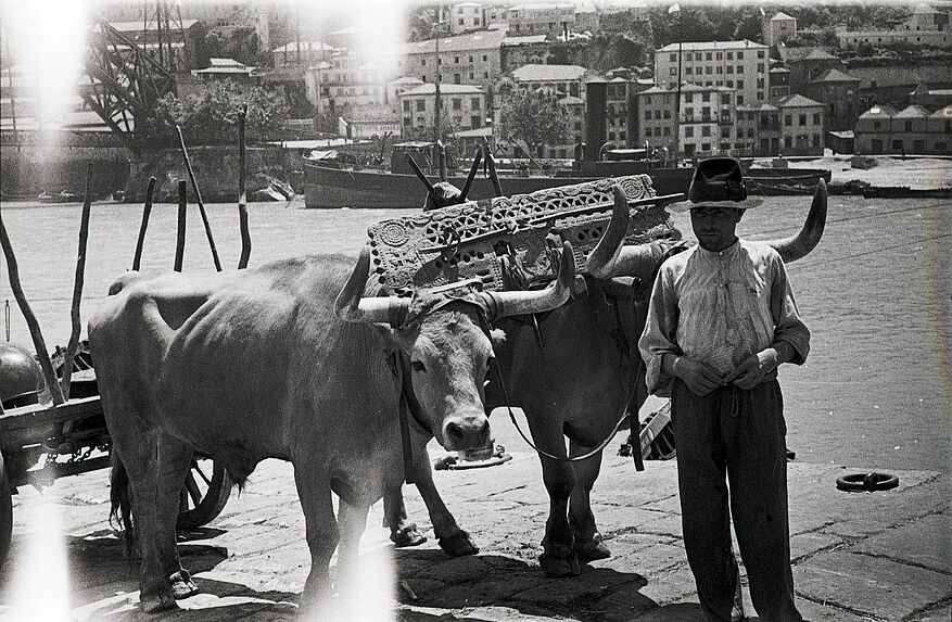 Sans titre [un homme et une paire de bœufs attelée]