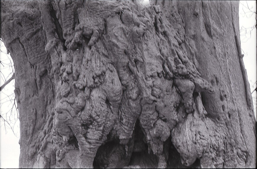 Bande film de six vues concernant diverses écorces d'arbres