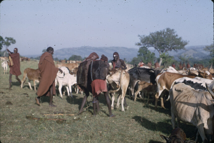 Sans titre [jeunes hommes maasaï et troupeau de bovins]