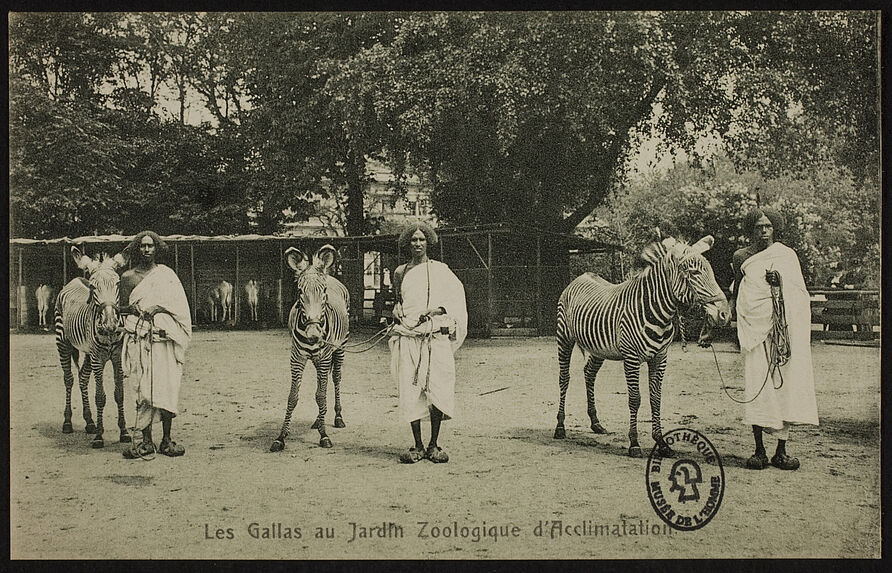 Gallas au Jardin d'acclimatation