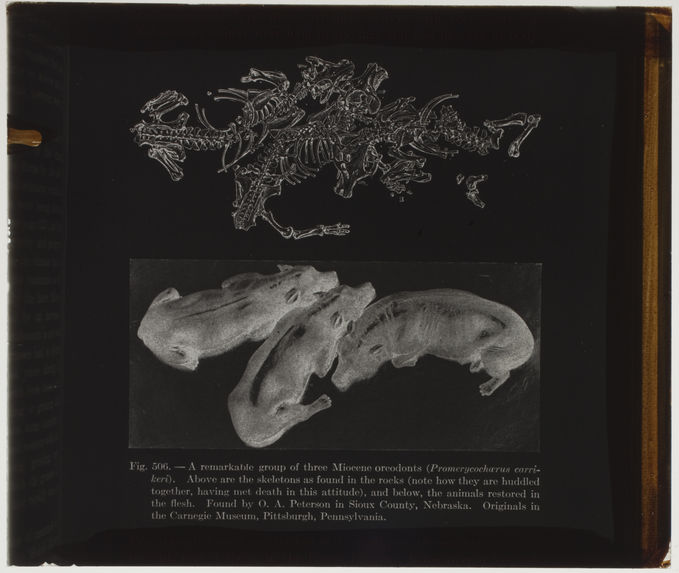 A remarkable group of three Miocene oreodonts