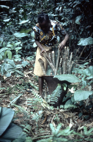 Jeune femme ramassant le bois pour cuisiner
