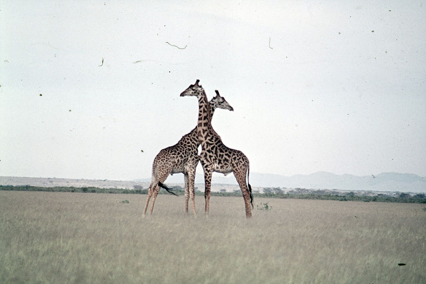 Sans titre [girafes]