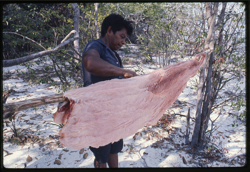 Poisson pirarucù